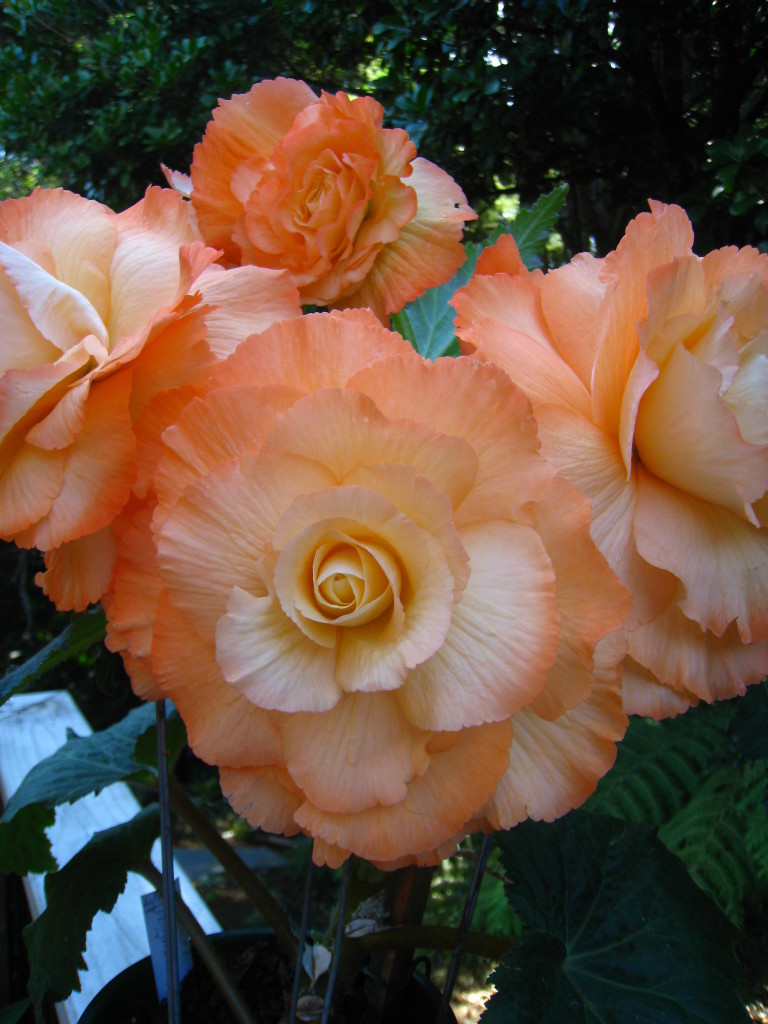 B. ‘Apricot Delight’